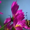 butterflypisce